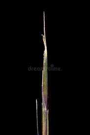 Attēlu rezultāti vaicājumam “Nardus stricta fruit”