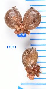 Attēlu rezultāti vaicājumam “Stuckenia pectinata”