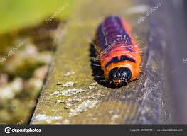 Attēlu rezultāti vaicājumam “Cossus cossus larva”