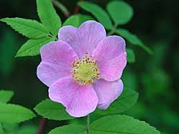Attēlu rezultāti vaicājumam “Rosa glabrifolia”