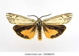 Attēlu rezultāti vaicājumam “Spiris striata”