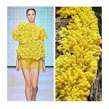 Attēlu rezultāti vaicājumam “Fuligo septica var. rosea”