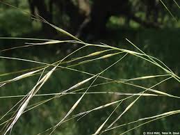 Attēlu rezultāti vaicājumam “Comatricha ellae stalked”