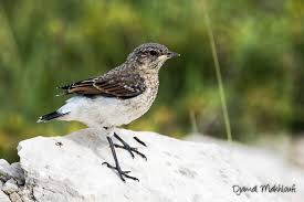 Attēlu rezultāti vaicājumam “Oenanthe oenanthe juvenile”
