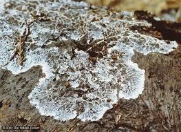 Attēlu rezultāti vaicājumam “Physarum globuliferum spores”