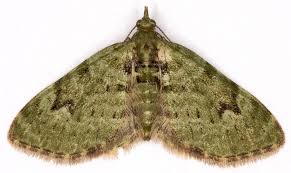 Attēlu rezultāti vaicājumam “Chloroclystis v-ata”