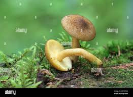 Attēlu rezultāti vaicājumam “Tricholomopsis decora”