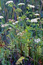 Attēlu rezultāti vaicājumam “Berula erecta”