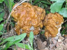 Attēlu rezultāti vaicājumam “Gyromitra gigas”