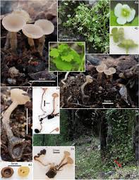 Attēlu rezultāti vaicājumam “Myriosclerotinia scirpicola”