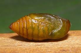 Attēlu rezultāti vaicājumam “Panemeria tenebrata”