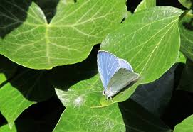 Attēlu rezultāti vaicājumam “Celastrina argiolus underside”
