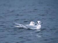 Image result for Rhodostethia rosea