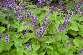 Attēlu rezultāti vaicājumam “Salvia verticillata leaf”