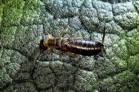 Attēlu rezultāti vaicājumam “Forficula auricularia”