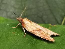 Attēlu rezultāti vaicājumam “Acleris aspersana”