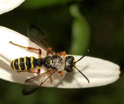 Attēlu rezultāti vaicājumam “Cerceris arenaria”