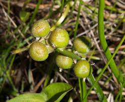Attēlu rezultāti vaicājumam “Sagittaria sagittifolia fruit”