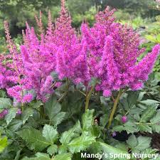 Attēlu rezultāti vaicājumam “Astilbe chinensis”