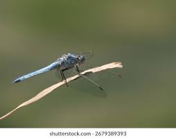 Attēlu rezultāti vaicājumam “Orthetrum brunneum”