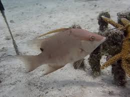 Image result for Lachnolaimus maximus