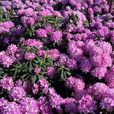 Attēlu rezultāti vaicājumam “Rhododendron catawbiense flower”