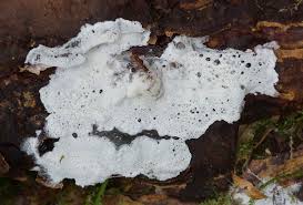 Attēlu rezultāti vaicājumam “Skeletocutis”