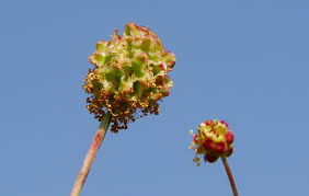 Attēlu rezultāti vaicājumam “Poterium sanguisorba flower”