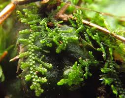 Attēlu rezultāti vaicājumam “Lepidozia reptans”