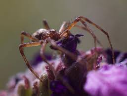 Attēlu rezultāti vaicājumam “Trichia longipalpis macro”