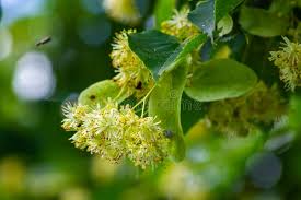 Attēlu rezultāti vaicājumam “Tilia cordata flower”