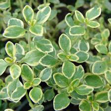 Attēlu rezultāti vaicājumam “Thymus vulgaris leaf”