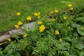 Image result for Scheinmohn