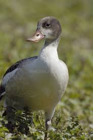 Attēlu rezultāti vaicājumam “Tadorna tadorna juvenile”