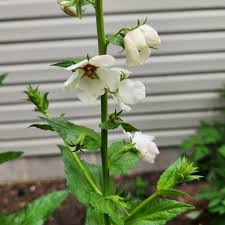 Attēlu rezultāti vaicājumam “Verbascum blattaria flower”