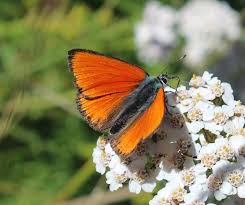 Attēlu rezultāti vaicājumam “Lycaena hippothoe underside”