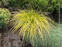 Attēlu rezultāti vaicājumam “Carex loliacea leaf”