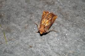 Attēlu rezultāti vaicājumam “Phymatopus hecta”