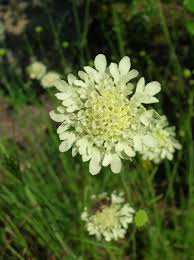 Image result for Scabiosa ochroleuca