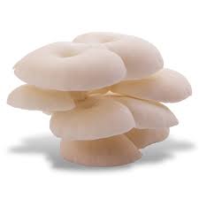 Attēlu rezultāti vaicājumam “Hypsizygus ulmarius”