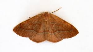 Attēlu rezultāti vaicājumam “Hylaea fasciaria”