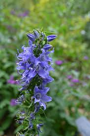 Image result for Campanula americana