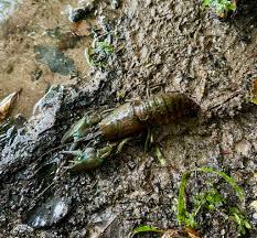 Image result for Dulverton Angling Association