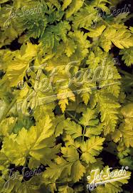 Attēlu rezultāti vaicājumam “Anthriscus sylvestris leaf”