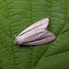 Attēlu rezultāti vaicājumam “Mythimna flammea”