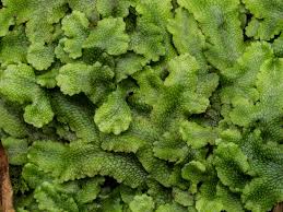 Attēlu rezultāti vaicājumam “Blepharostoma trichophyllum sporophyte”