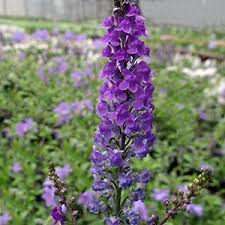 Image result for Linaria purpurea