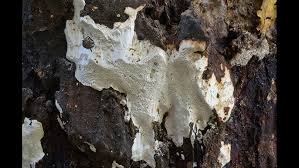 Attēlu rezultāti vaicājumam “Perenniporia medulla-panis”