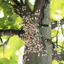 Attēlu rezultāti vaicājumam “Psylla alni nymph”