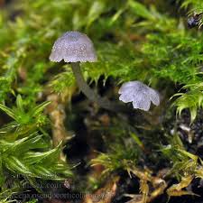 Attēlu rezultāti vaicājumam “Mycena pseudocorticola”